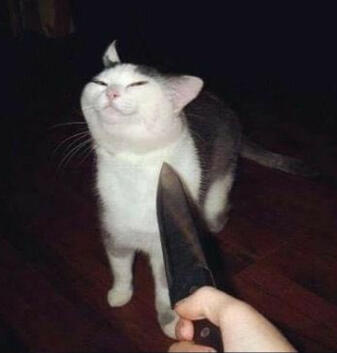 smug white and grey cat getting threatened with a knife meme