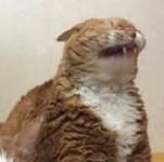 orange and white cat sneezing, but he looks like he is experiencing a cringe moment
