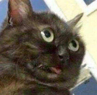 black cat with his tongue out and his eyes wide, he looks high