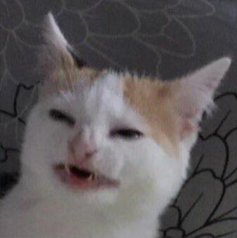 a very confused looking orange and white cat
